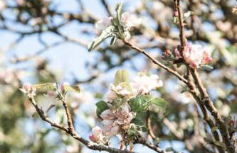 Charming Cornish Cottage, Portreath, Dogs Welcome - Foto 15