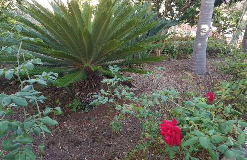 City View Gardens - Foto 36