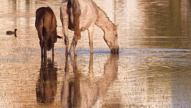 Tour en 4x4 por el Parque Nacional de Doñana - Foto 2