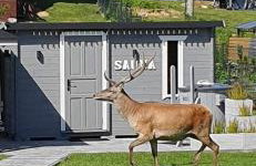 Bieszczadzka SielAnka - Foto 12