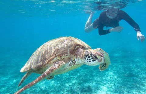 Swimming with Sea Turtles at Vichayito Beach - Photo 2