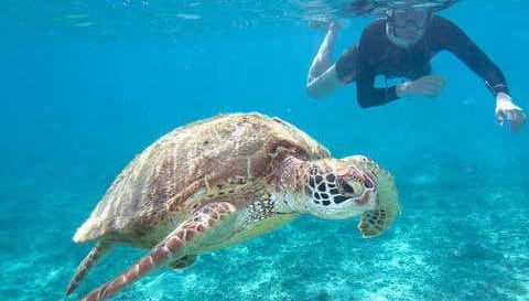 Bagno con le tartarughe