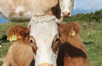 Apartamentos Oliveira - Photo 49