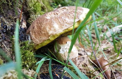 Ferienhaus Mauth - Photo 121