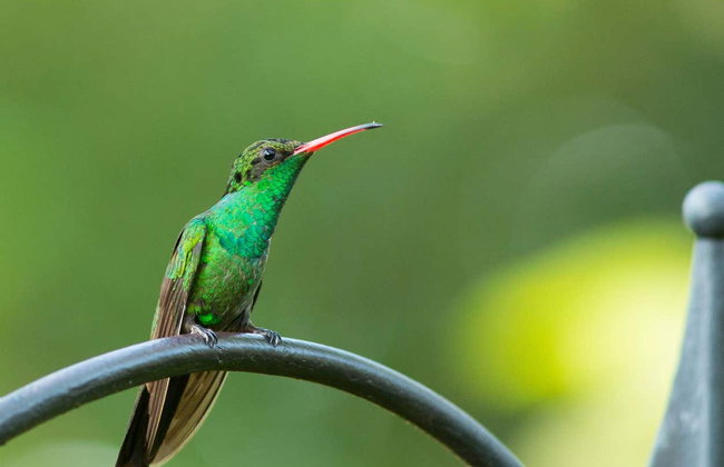 Avistamiento de aves en Castries Waterworks - Foto 19