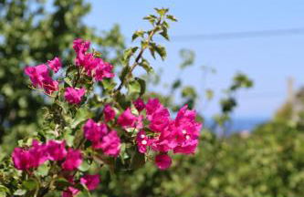 Peach Pine House - Escape Near City, Beach and Athens Airport - Foto 11