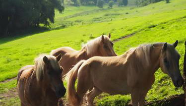 Clausberg Ferienwohnungen - Foto 2