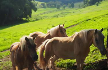 Clausberg Ferienwohnungen - Foto 2