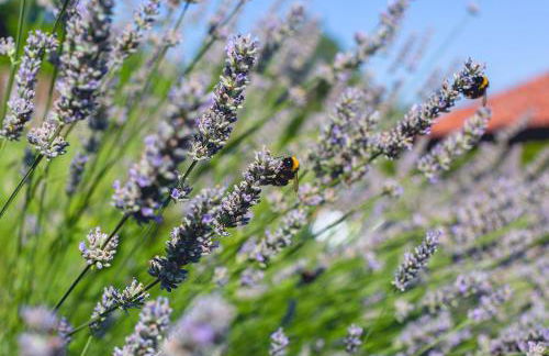 Residence la Sorgiva - Foto 21