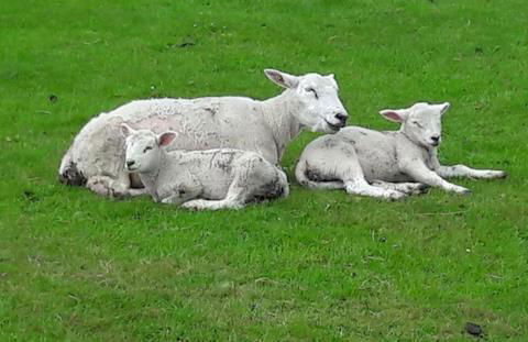 Ferienwohnung Schmettau - Photo 6