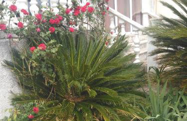 Apartments Ruža Dragove Dugi otok - Foto 52