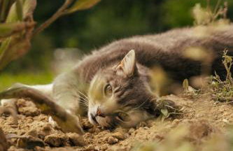 Houten Villa "ReisnaarPolen" Royaal ontbijt tevens Gluten Lactose vrij, Vega en diner mogelijk, sauna en Hottub - Foto 13