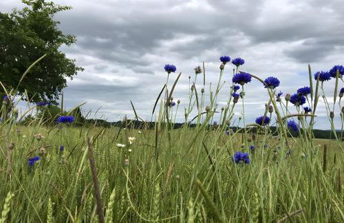 Lettwieshof Birgit und Peter Heine - Foto 60