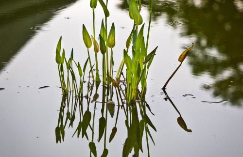 Clos Mirabel Manor - Holiday rental - Foto 65