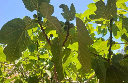 Villa Serracca - Foto 27