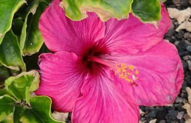 "Kleine Hedwig" - Foto 18