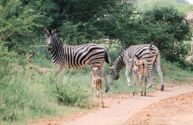 Buyskop Lodge - Foto 27