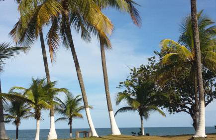 Flat Ilhéus - Jubiabá Olivença - Photo 44