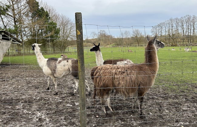 Billund Farm Holiday - Photo 55