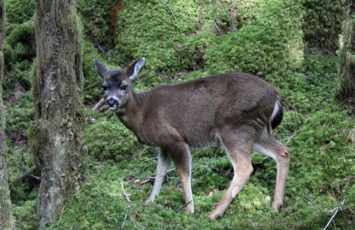Coastal Camping Cabin with Wood-Burning Stove on Whale Island, Alaska - Foto 17