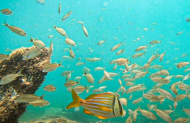 Immersione per principianti a Ilhabela - Foto 6