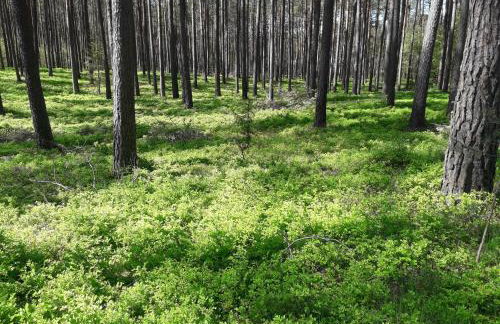 Domki nad jeziorem w Borach Tucholskich - Foto 16