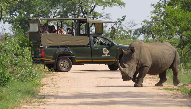 Fotografando um rinoceronte