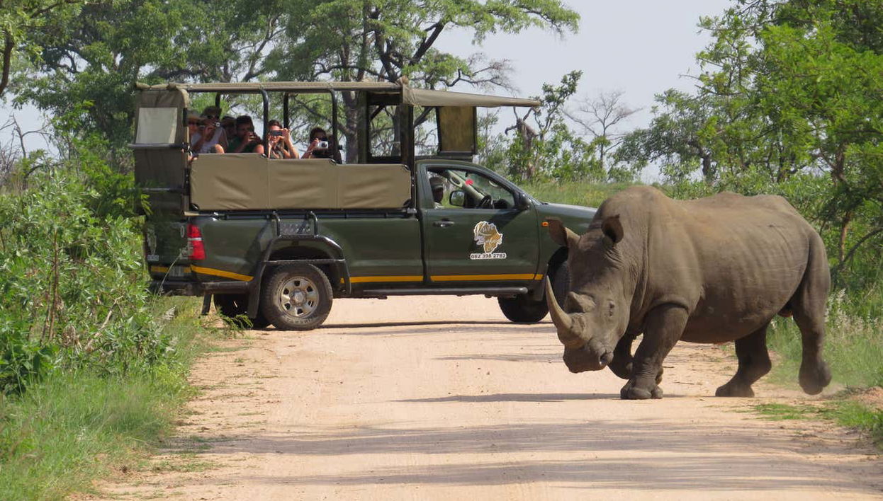 Captando imágenes de un rinoceronte