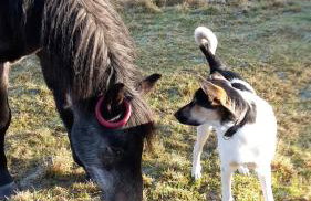 Agroturystyka Polana Harmonii - Foto 22