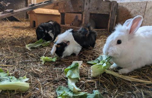 Ponyhof Adam Urlaub auf dem Bauernhof - Foto 72