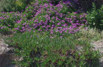 Résidence A NUCIOLA Les pieds dans l'eau Cervione Hte CORSE - Foto 19
