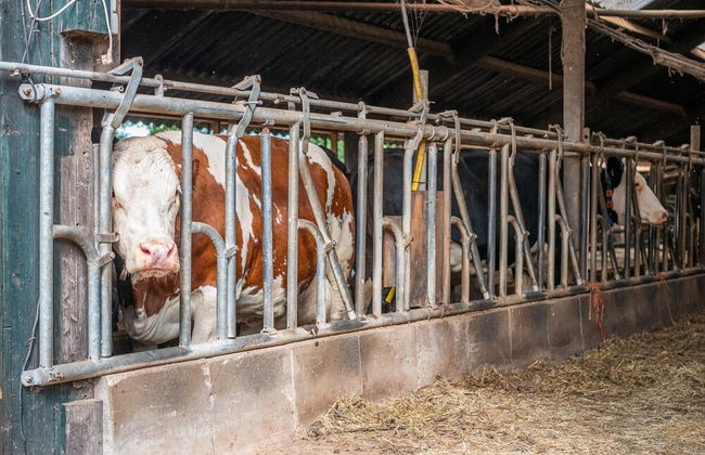 Cozy Apartment in Enschede Near Forest - Photo 51