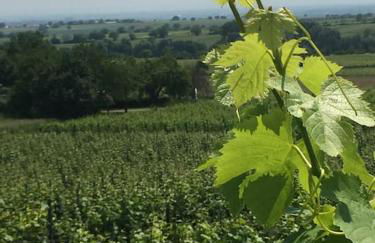 Traumblick Rebenmeer - Foto 27