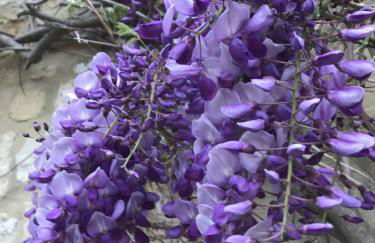 Wisteria Cottage - 2 bed near Bath & many NT sites - Foto 11