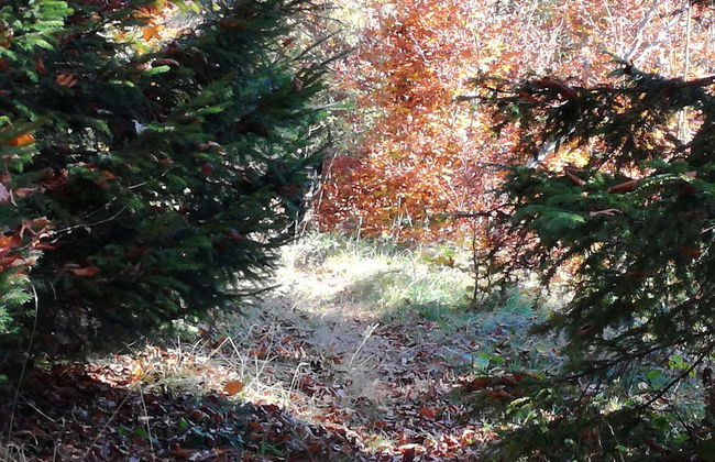 Jaworki Green Dream - Foto 45