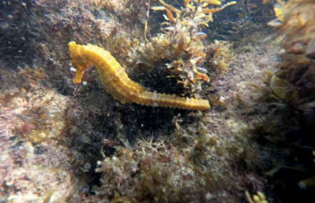 Snorkeling alla spiaggia di Sepultura - Foto 11