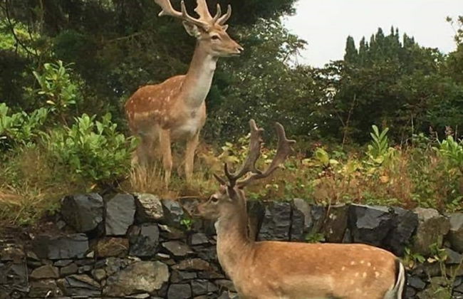 Birch Lodge 19 with Hot Tub - Foto 11