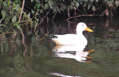 Ferienwohnung am Kummerower See, Sommersdorf - Foto 30