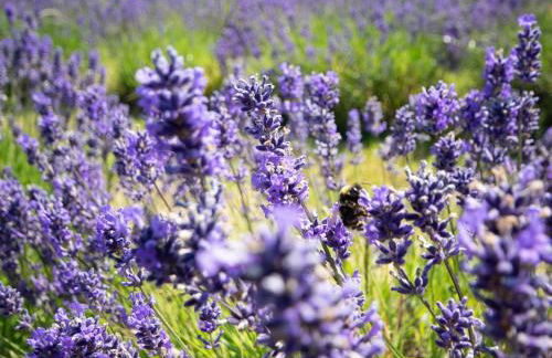 2 Bed in Helston oc-41378 - Foto 18