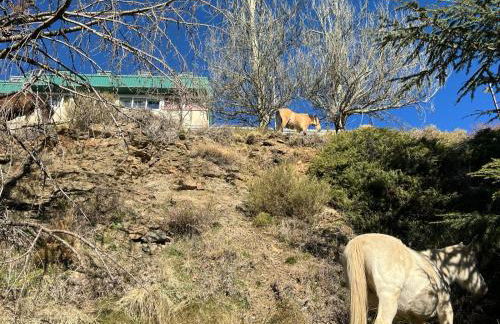 Biznaga Nevada - Foto 58