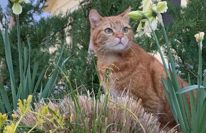 Vecchi Maestri Luxury Adults Only Apartments with Breakfast - Foto 58