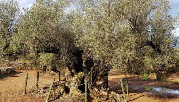 Tour in Ulldecona - Photo 5