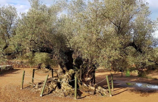 Tour in Ulldecona - Photo 5
