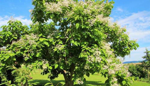 Müllers Hof Ferienwohnung/Pension - Foto 3, Garden