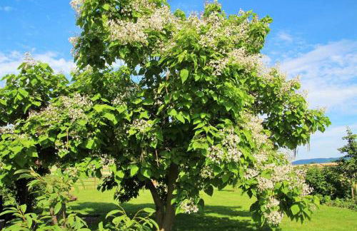 Müllers Hof Ferienwohnung/Pension - Foto 3