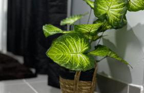 Kitnets Lofts no Kobrasol perto de Florianópolis - Foto 54