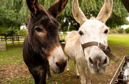 Family Cotswolds Cottage Farm Stay - The Smythy - Foto 54