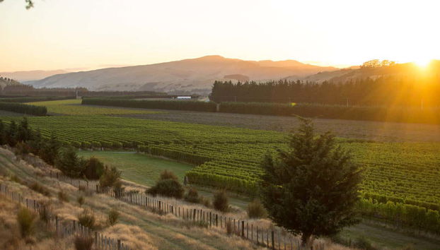 Vista de los viñedos