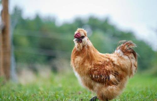 Biohof Medewege - Foto 49