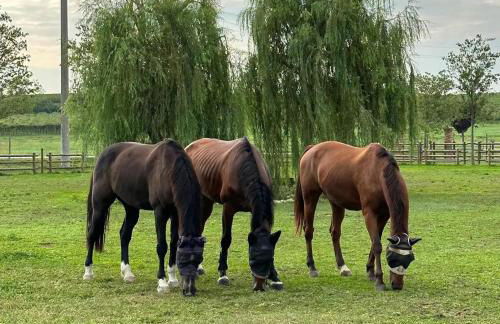 Tenuta Oasi del cavallo - Foto 1